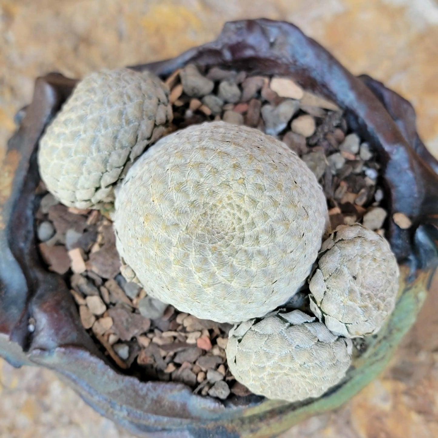 Euphorbia piscidermis - Fish Skin Euphorbia