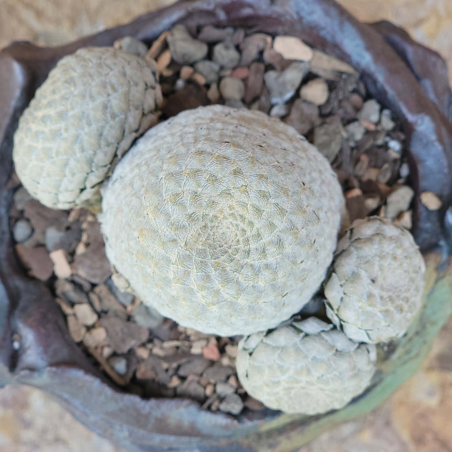 Euphorbia piscidermis - Fish Skin Euphorbia