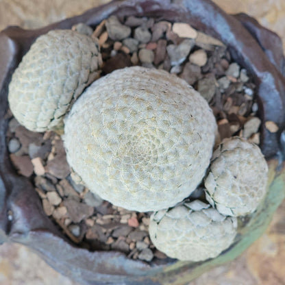 Euphorbia piscidermis - Fish Skin Euphorbia