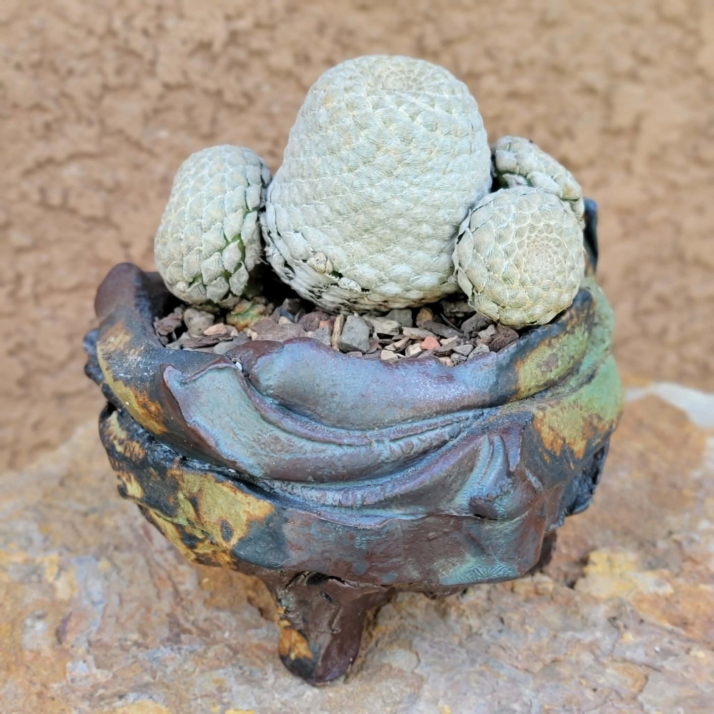 Euphorbia piscidermis - Fish Skin Euphorbia