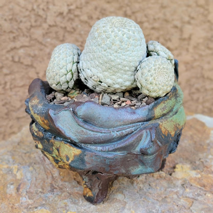 Euphorbia piscidermis - Fish Skin Euphorbia
