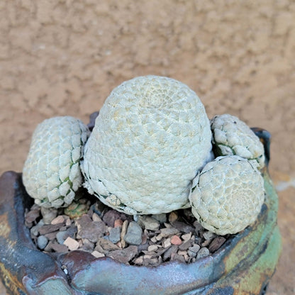 Euphorbia piscidermis - Fish Skin Euphorbia