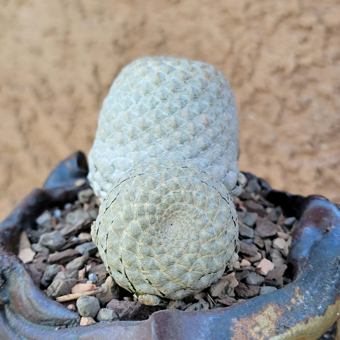 Euphorbia piscidermis - Fish Skin Euphorbia