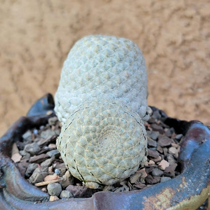 Euphorbia piscidermis - Fish Skin Euphorbia