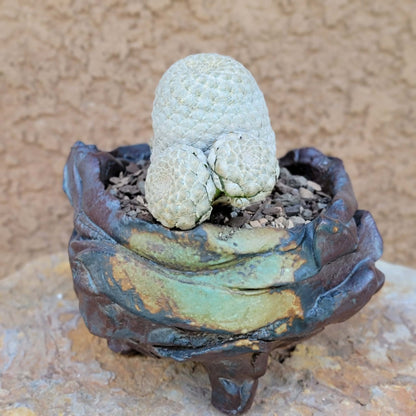 Euphorbia piscidermis - Fish Skin Euphorbia