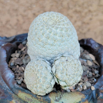 Euphorbia piscidermis - Fish Skin Euphorbia