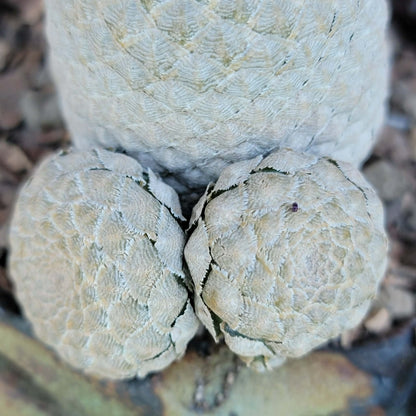 Euphorbia piscidermis - Fish Skin Euphorbia