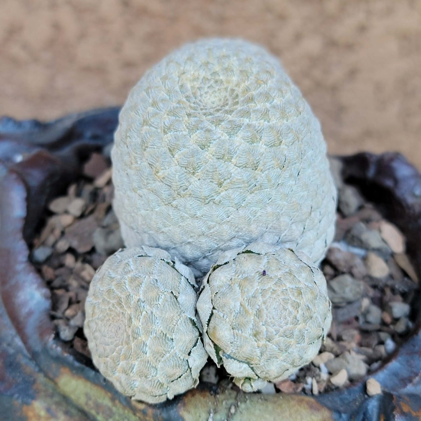 Euphorbia piscidermis - Fish Skin Euphorbia