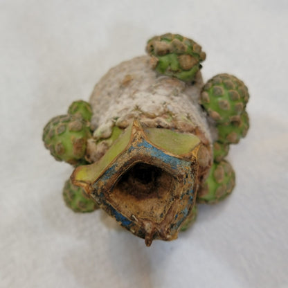 Euphorbia piscidermis - Fish Skin Euphorbia