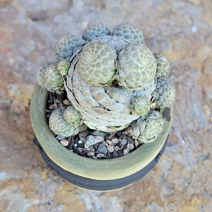 Euphorbia piscidermis - Fish Skin Euphorbia