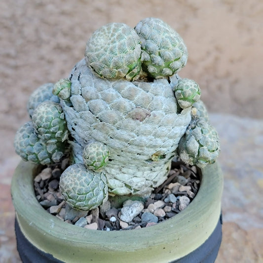 Euphorbia piscidermis - Fish Skin Euphorbia