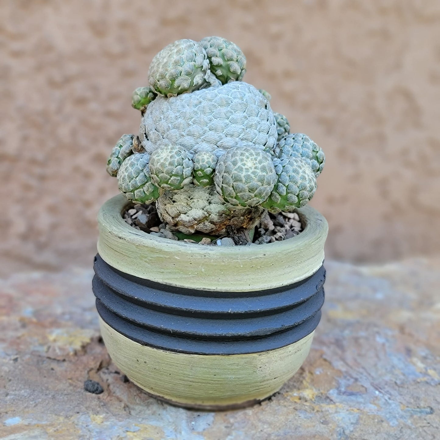 Euphorbia piscidermis - Fish Skin Euphorbia