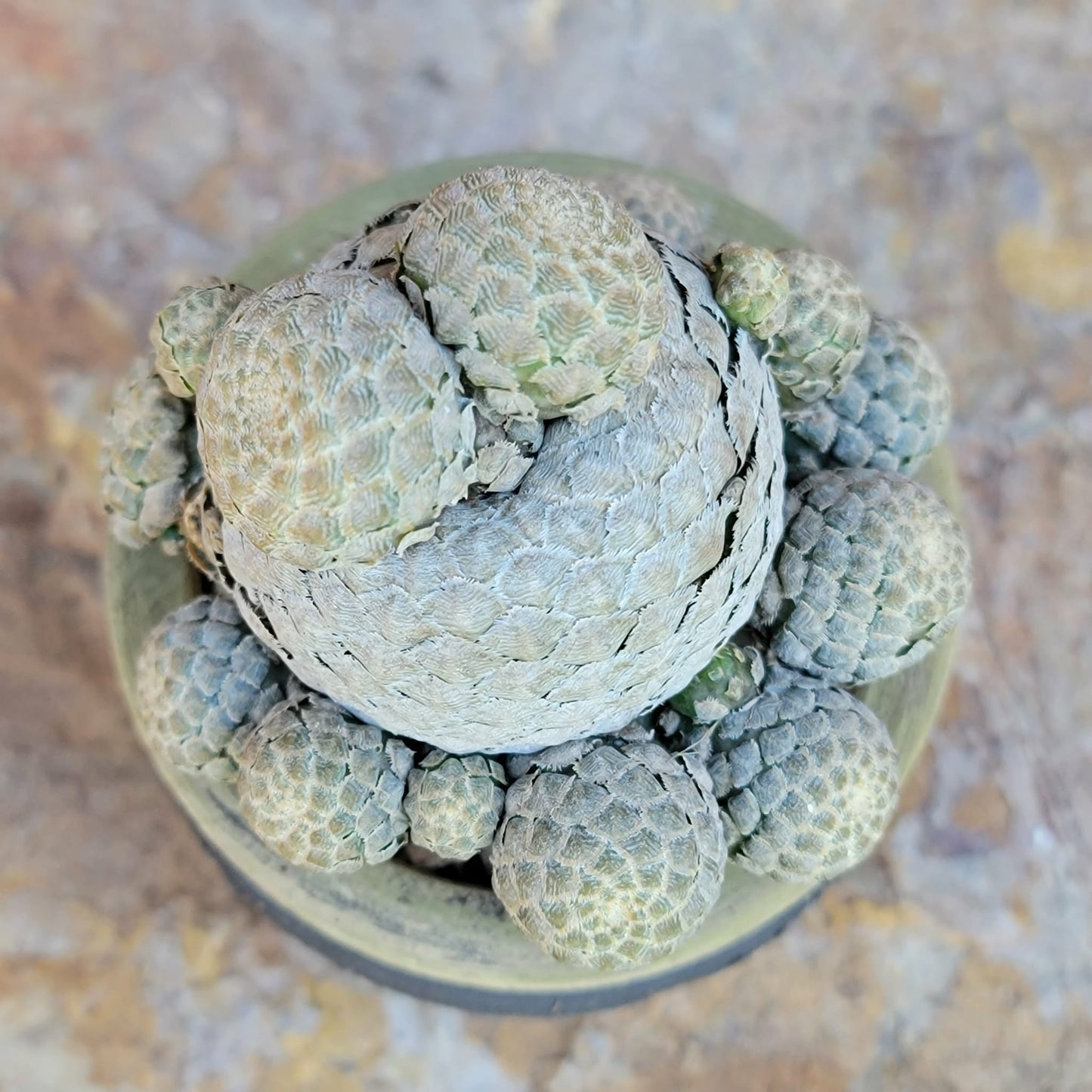 Euphorbia piscidermis - Fish Skin Euphorbia