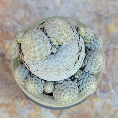 Euphorbia piscidermis - Fish Skin Euphorbia