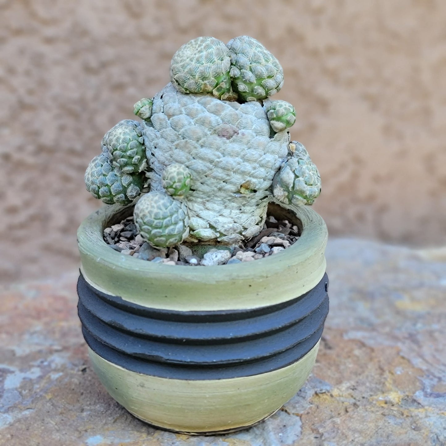 Euphorbia piscidermis - Fish Skin Euphorbia