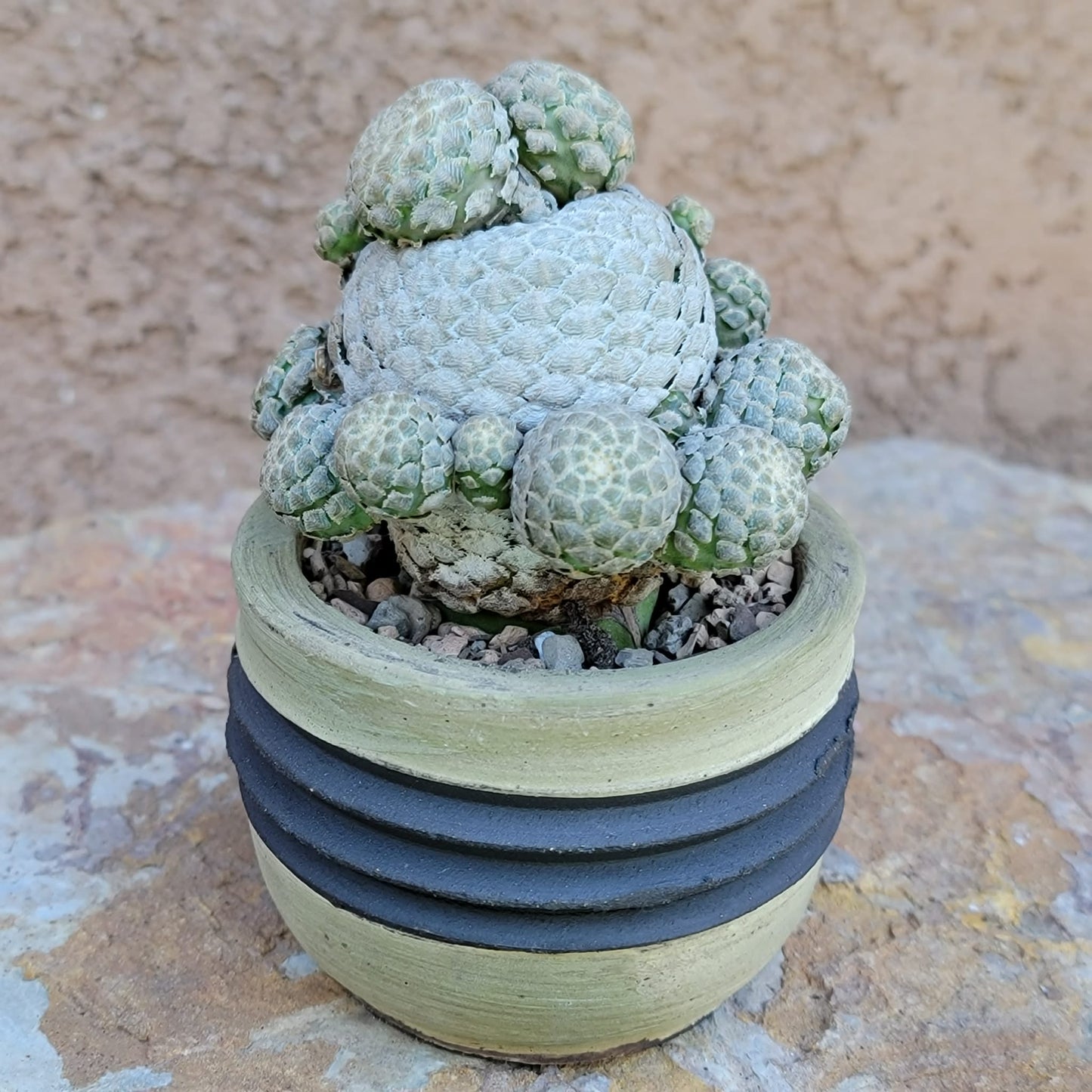 Euphorbia piscidermis - Fish Skin Euphorbia