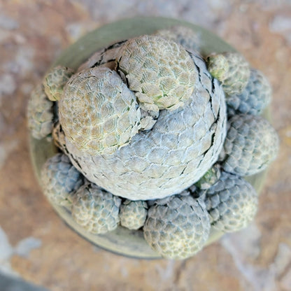 Euphorbia piscidermis - Fish Skin Euphorbia