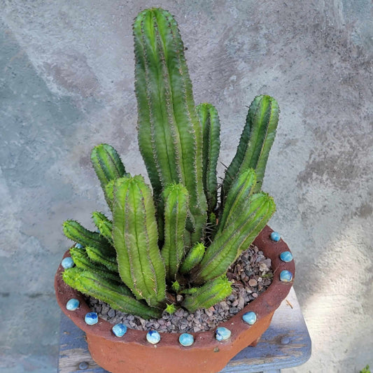 Euphorbia polygona var. anoplia - Tanzanian Zipper Plant