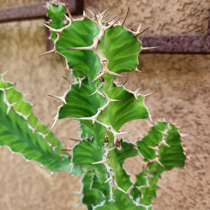 Euphorbia pseudocactus euphorbia collector specimen