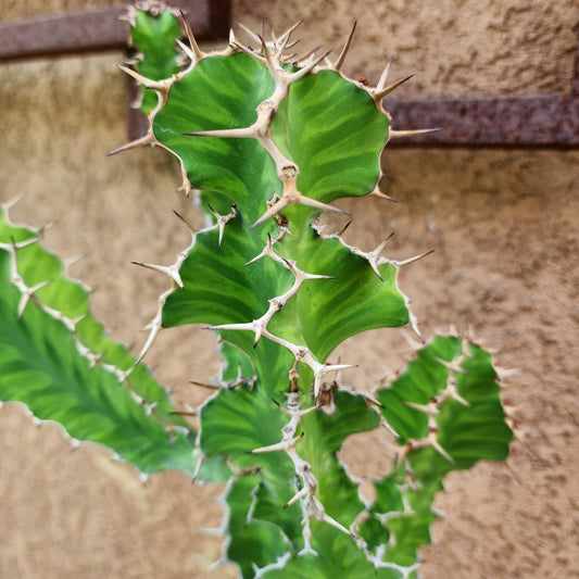 Euphorbia pseudocactus euphorbia collector specimen