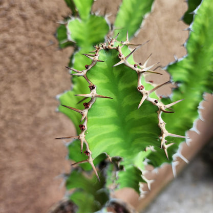 Euphorbia pseudocactus