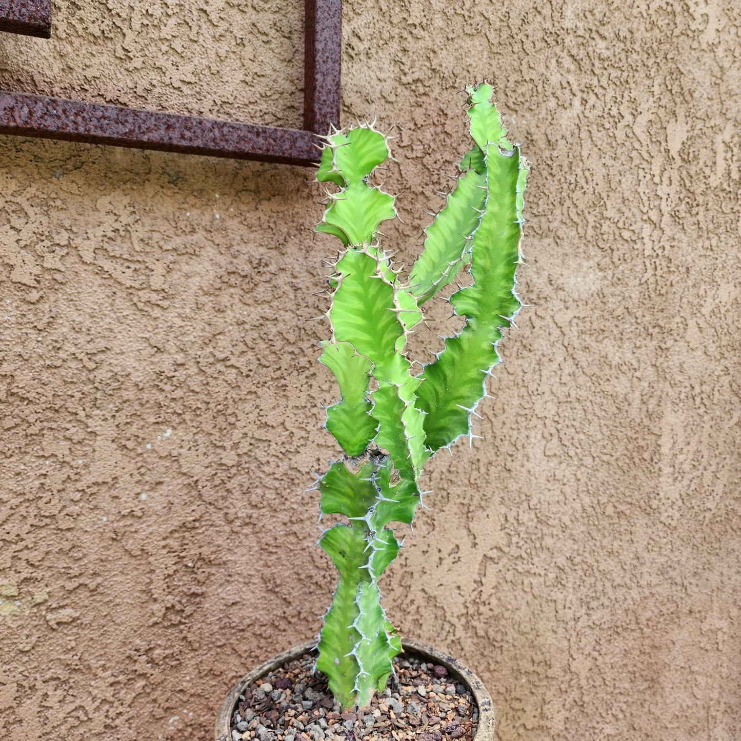 Euphorbia pseudocactus