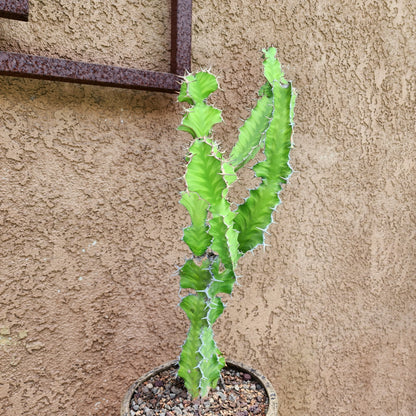 Euphorbia pseudocactus
