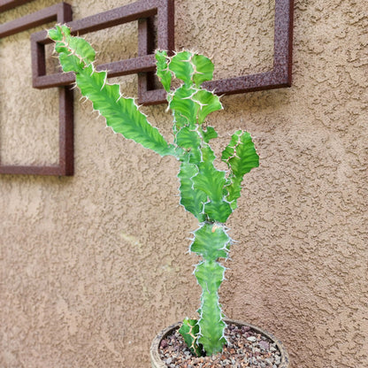 Euphorbia pseudocactus