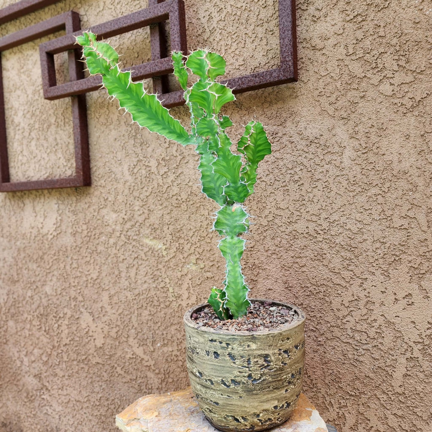Euphorbia pseudocactus
