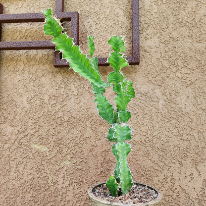 Euphorbia pseudocactus
