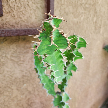 Euphorbia pseudocactus