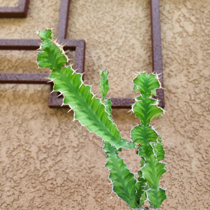 Euphorbia pseudocactus