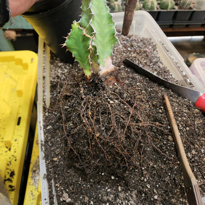 Euphorbia pseudocactus