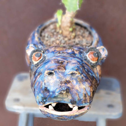 Euphorbia pseudocactus - ‘Zig Zag'
