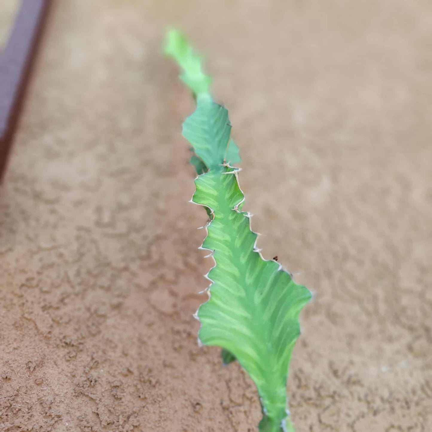 Euphorbia pseudocactus - ‘Zig Zag' Cactus - 28" tall!