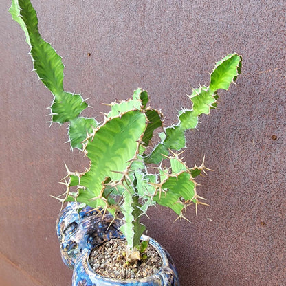 Euphorbia pseudocactus - ‘Zig Zag'