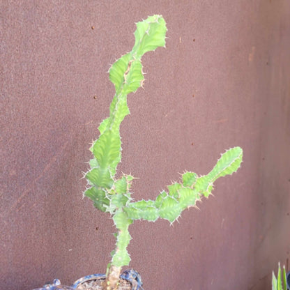Euphorbia pseudocactus - ‘Zig Zag'