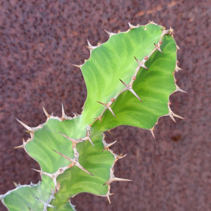 Euphorbia pseudocactus - ‘Zig Zag'
