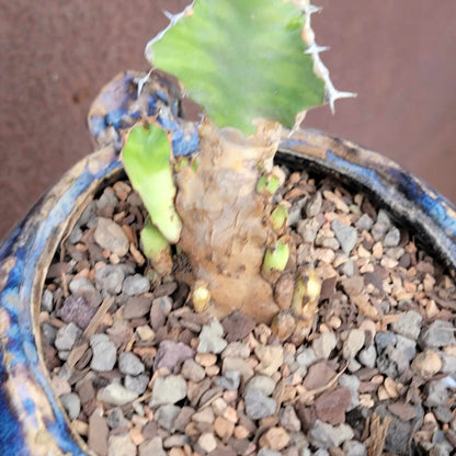Euphorbia pseudocactus - ‘Zig Zag'