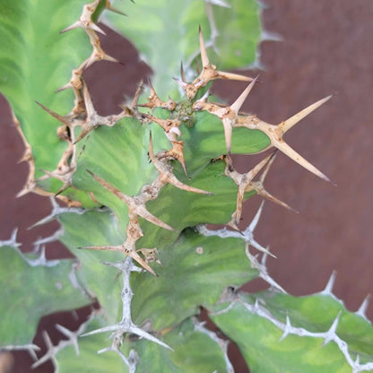Euphorbia pseudocactus - ‘Zig Zag'