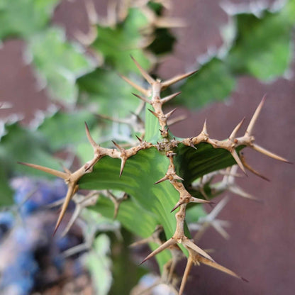 Euphorbia pseudocactus - ‘Zig Zag'