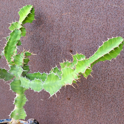 Euphorbia pseudocactus - ‘Zig Zag'