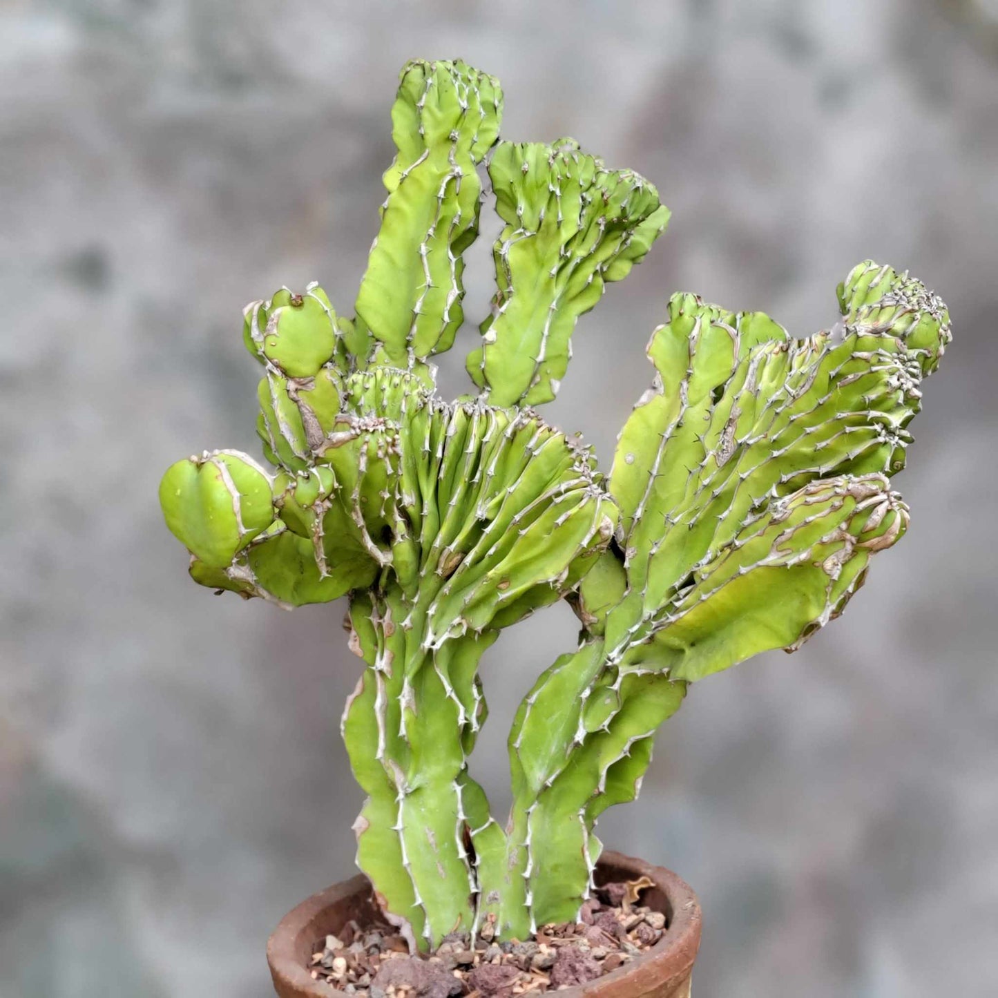 Euphorbia pseudocactus f. cristata (Crested Euphorbia pseudocactus)