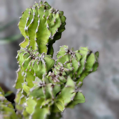 Euphorbia pseudocactus f. cristata (Crested Euphorbia pseudocactus)