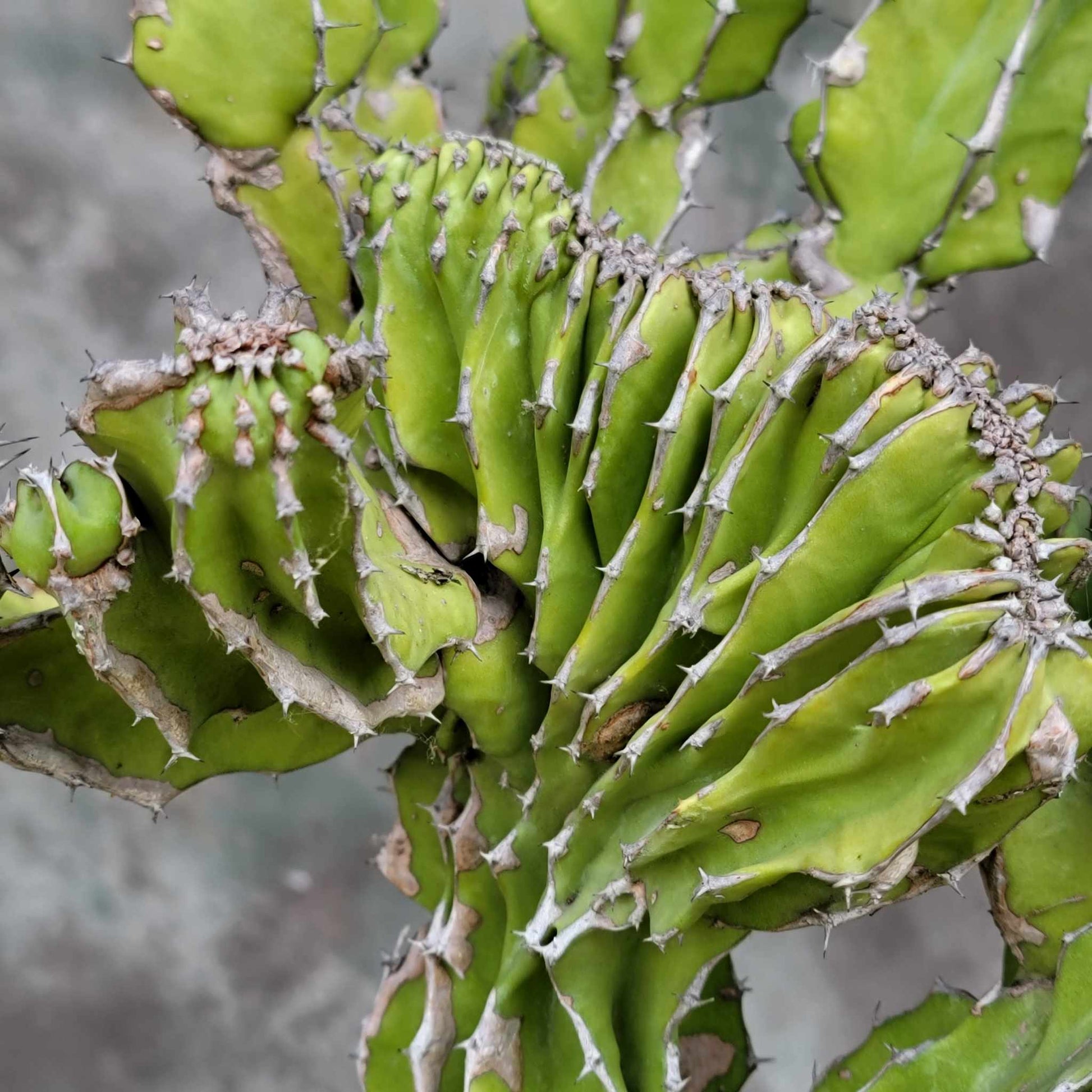 cristata succulent Euphorbia pseudocactus f. cristata (Crested Euphorbia pseudocactus) – Shangri-Ha Cactus Ranch