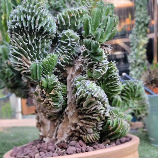 Euphorbia pseudocactus f. cristata