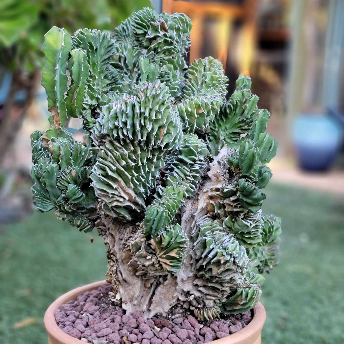 Euphorbia pseudocactus f. cristata