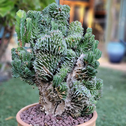 Euphorbia pseudocactus f. cristata