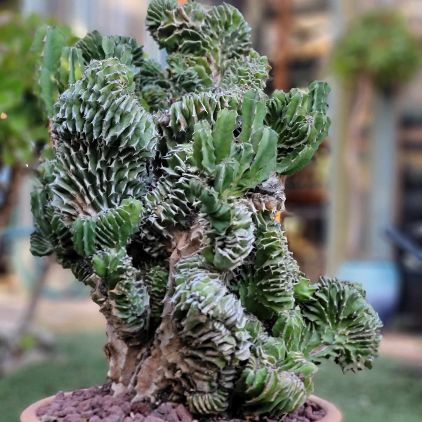 Euphorbia pseudocactus f. cristata