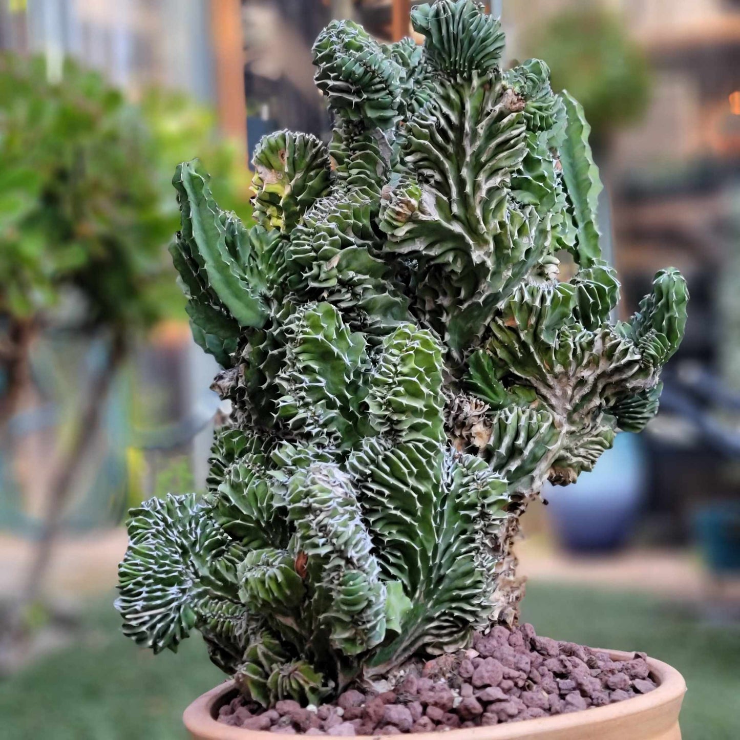 Euphorbia pseudocactus f. cristata